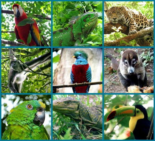 Animales que habitan en América Central