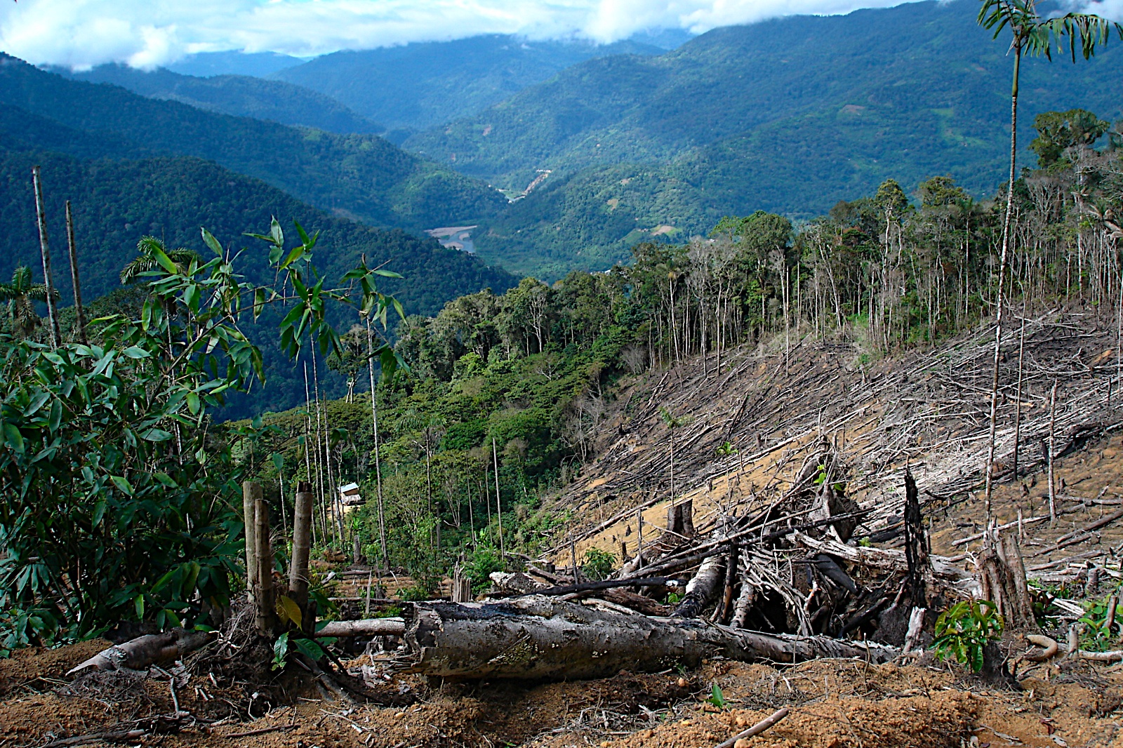 descubrir datos de la deforestación en américa central